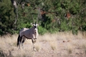 oryxantilope031009-1