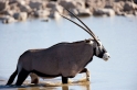 oryxantilope041009-2