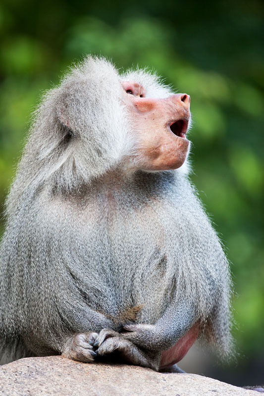 pavian210922-3.jpg