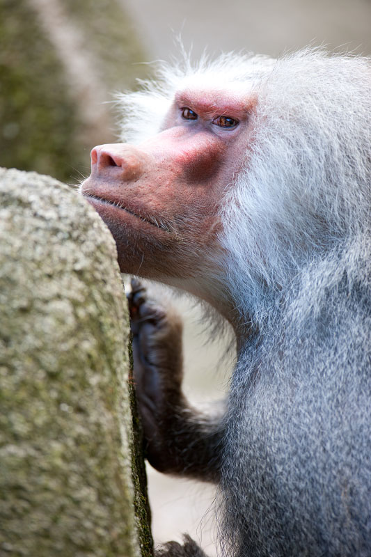 pavian210922-5.jpg