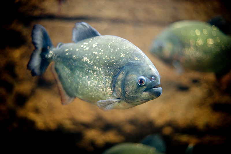 piranha030815-1.jpg