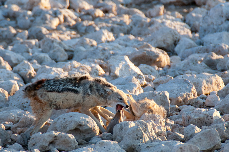 schabrackenschakal041009-5.jpg