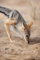 schabrackenschakal091009-7