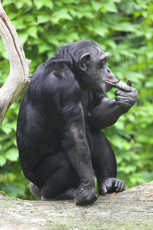 schimpanse110907-2.jpg
