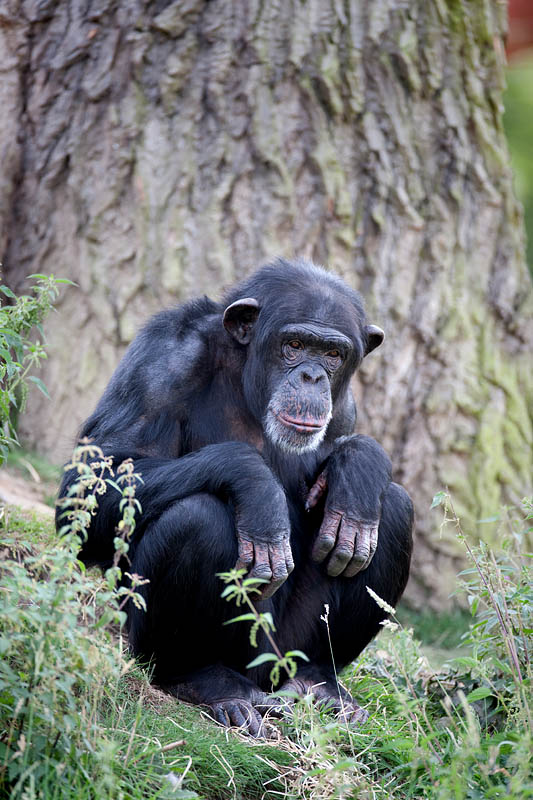 schimpanse140810-3.jpg