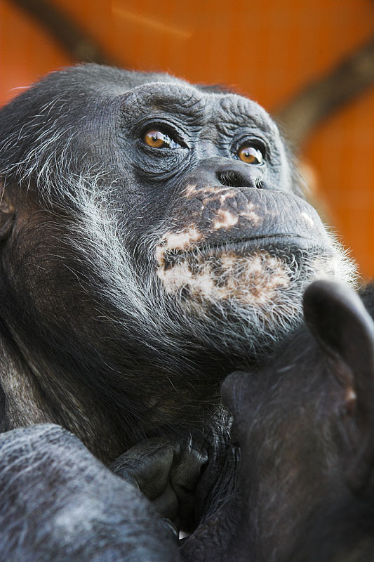 schimpanse141206-3.jpg