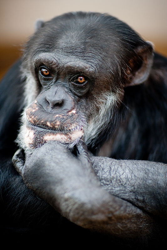 schimpanse150314-1.jpg