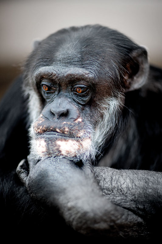 schimpanse150314-2.jpg