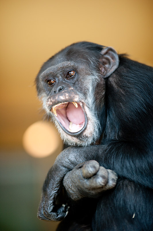 schimpanse150314-3.jpg