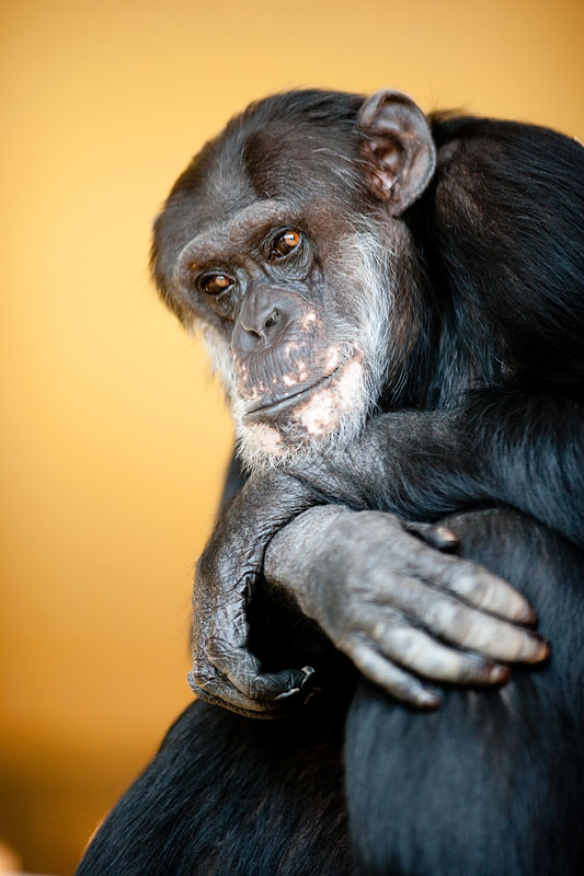 schimpanse150314-5.jpg
