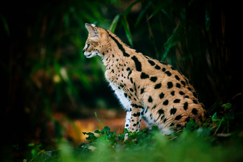 serval041119-2.jpg