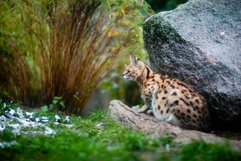 serval071119-1.jpg