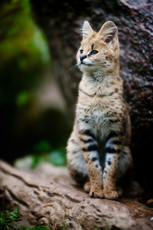 serval071119-4.jpg
