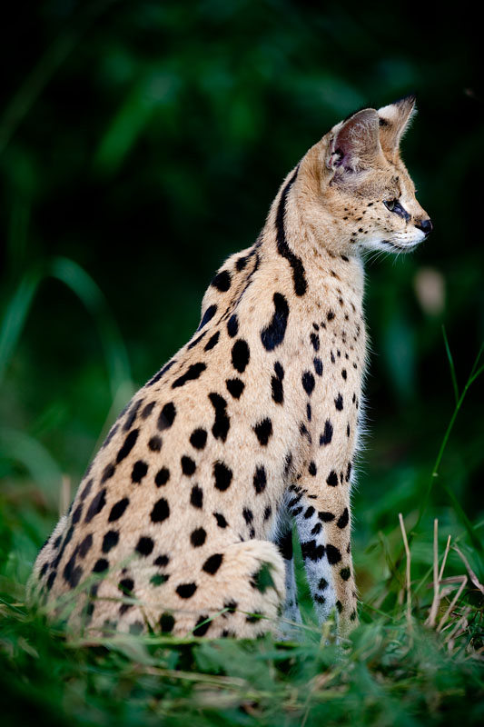 serval270809-5.jpg