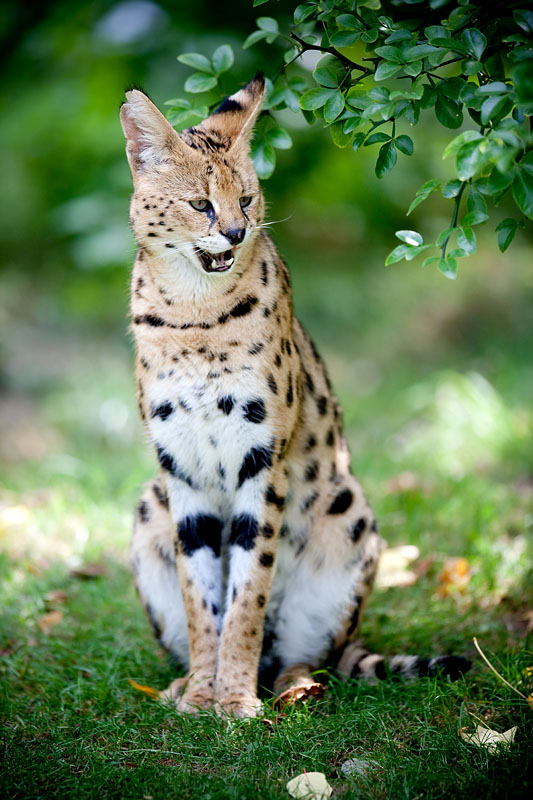 serval270809-6.jpg