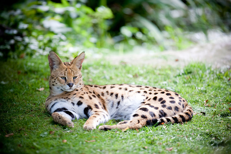 serval270809-7.jpg