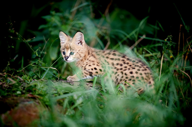 serval270809-8.jpg