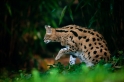 serval041119-1