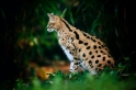 serval041119-2