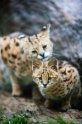 serval071119-2