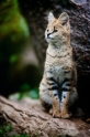 serval071119-4