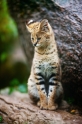 serval071119-5