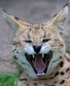 serval270809-1