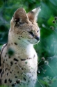 serval270809-2