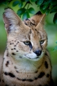 serval270809-4