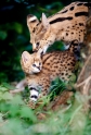 serval270809-9