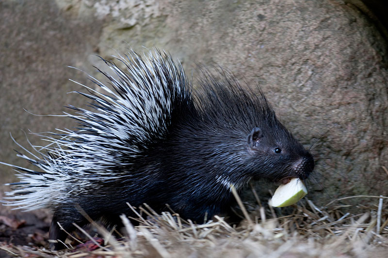stachelschwein040917-1.jpg
