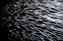 stachelschwein040917-2