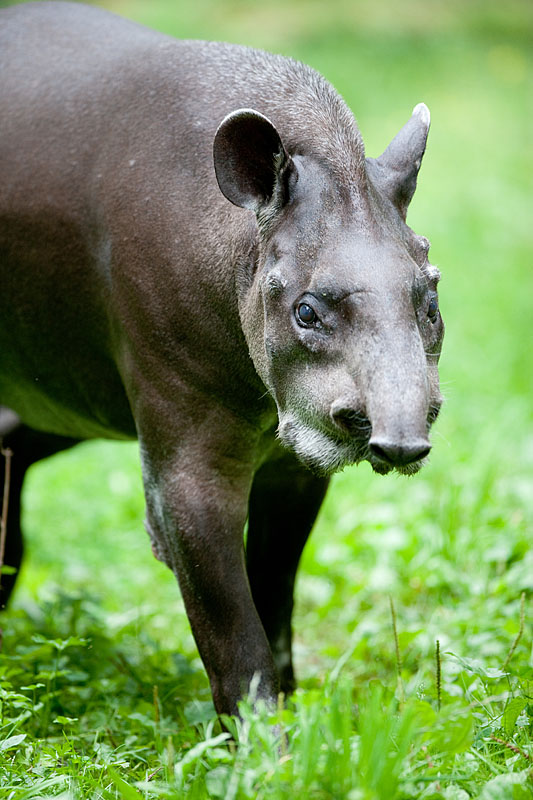 tapir060917-1.jpg
