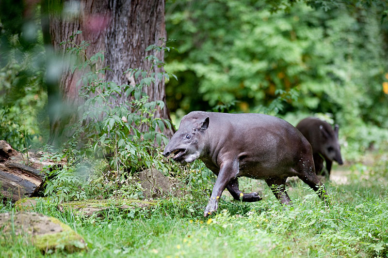tapir060917-3.jpg