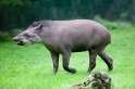 tapir020917-1