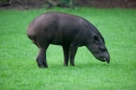 tapir020917-2