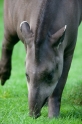 tapir020917-3