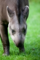 tapir020917-4