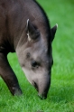 tapir020917-5