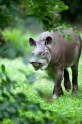tapir060917-2