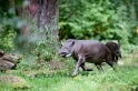 tapir060917-3