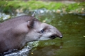 tapir060917-4