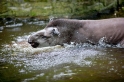 tapir060917-5