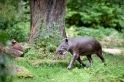 tapir060917-6