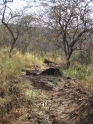 waterberg300909-45