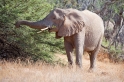 wuestenelefant031009-10