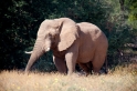 wuestenelefant031009-14
