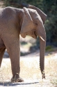 wuestenelefant031009-25