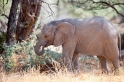 wuestenelefant031009-29