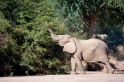 wuestenelefant031009-3